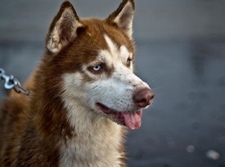 husky sibérien